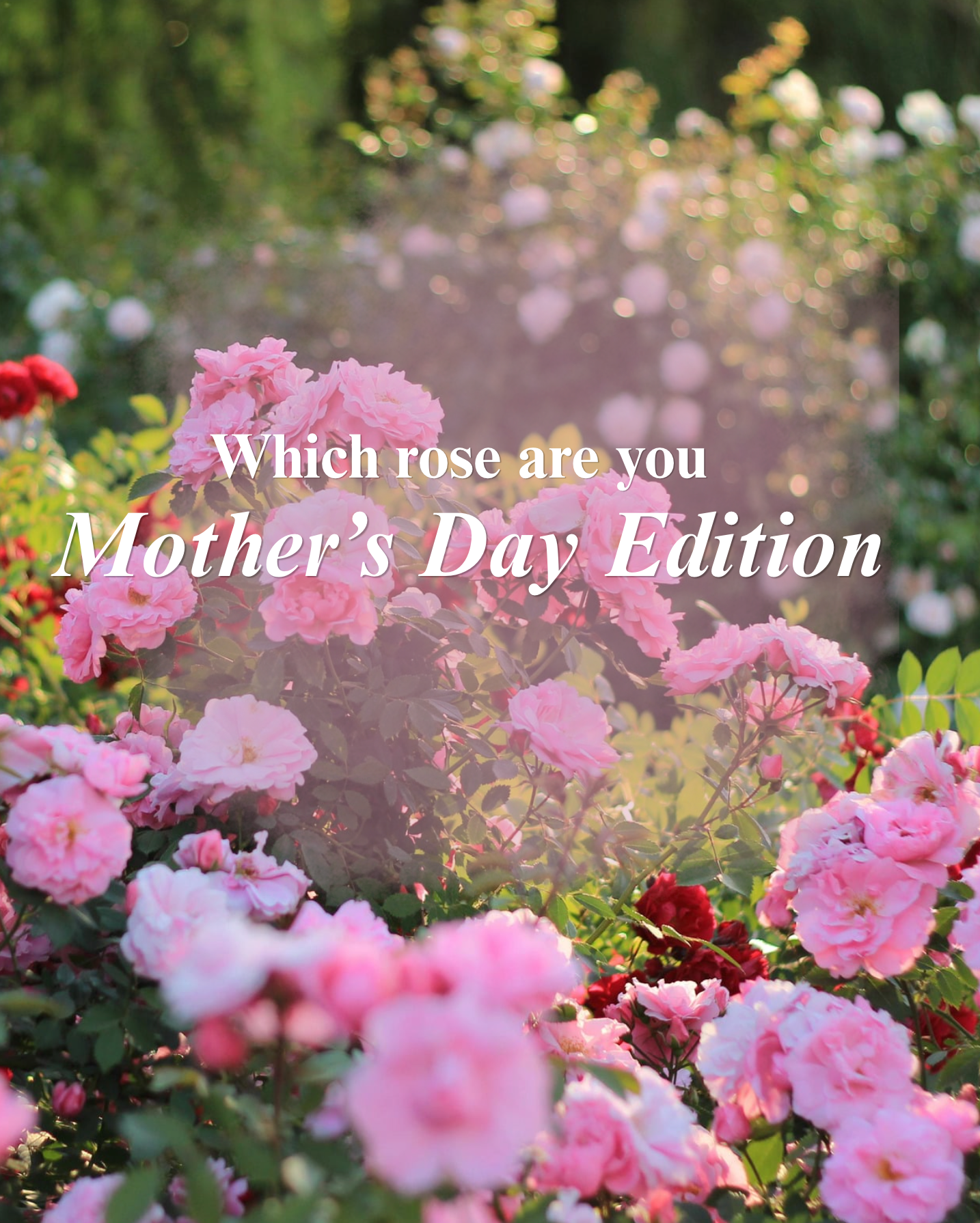 The Best Roses for Mom – Armstrong Garden Centers