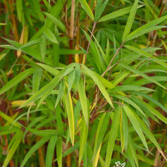 Bamboo