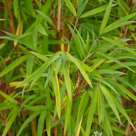 Bamboo