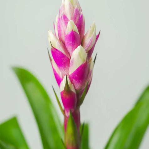 Blooming