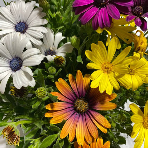 California Bloomers
