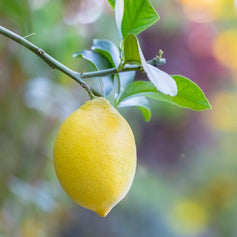 Citrus