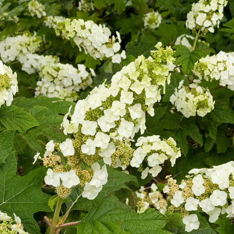 Deciduous Shrubs for Shade Flowering