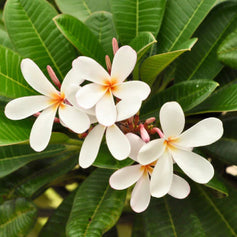 Deciduous Shrubs for Sun Flowering