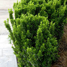 Deciduous Shrubs for Sun