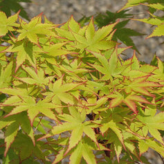 Deciduous Trees for Shade