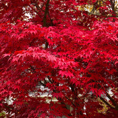 Deciduous Trees for Sun