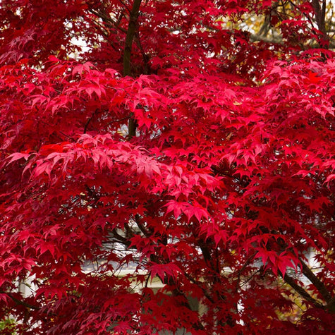Deciduous Trees for Sun