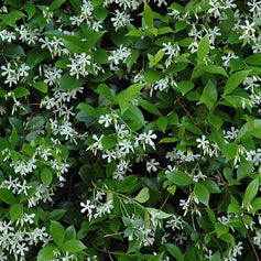 Evergreen Shrubs for Sun Flowering