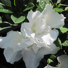 Evergreen Shrubs for Shade Flowering