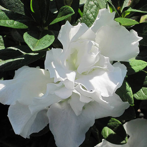 Evergreen Shrubs for Shade Flowering