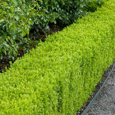 Evergreen Shrubs for Sun