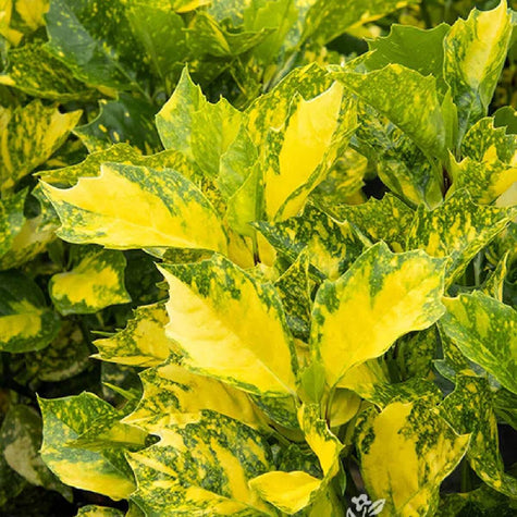 Evergreen Shrubs for Shade