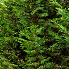 Evergreen Trees for Sun