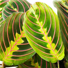 Foliage