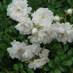 Ground Rose
