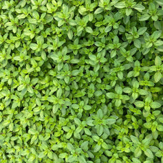 Groundcovers