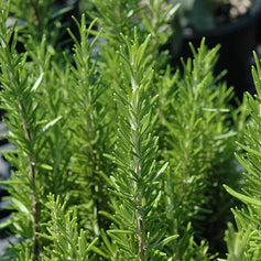 Herbs