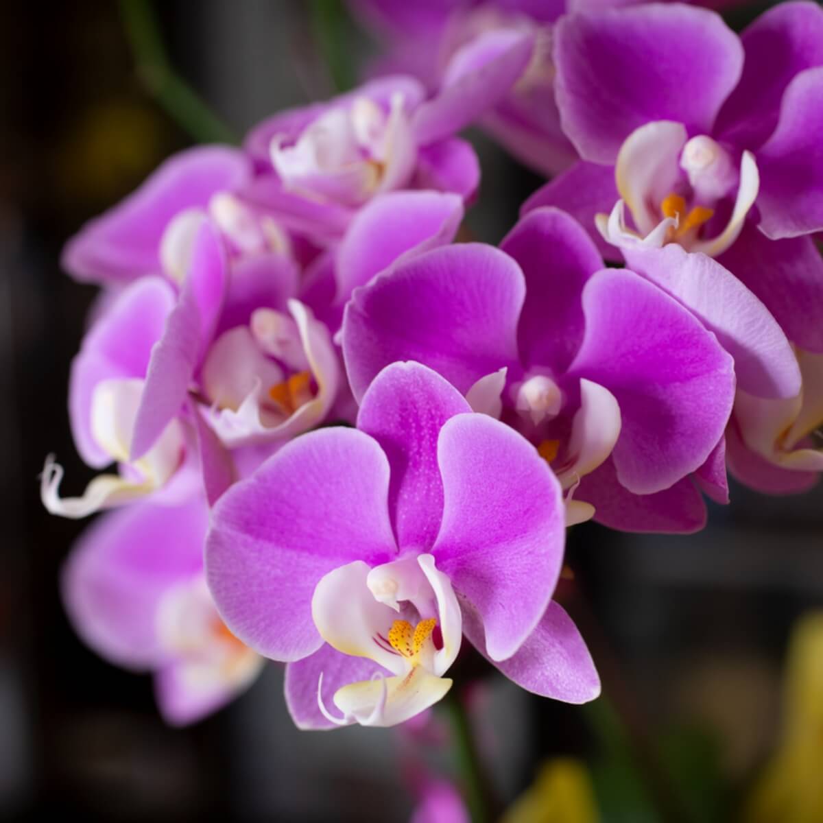 princess flover Princess Flower - Monrovia – Armstrong Garden Centers