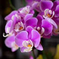 Orchids