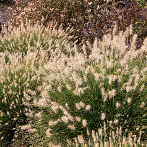 Ornamental Grasses