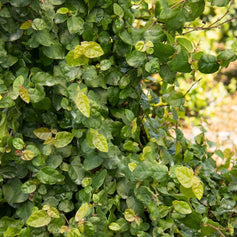 Vines for Shade