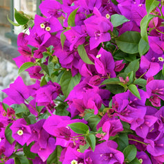 Vines for Sun