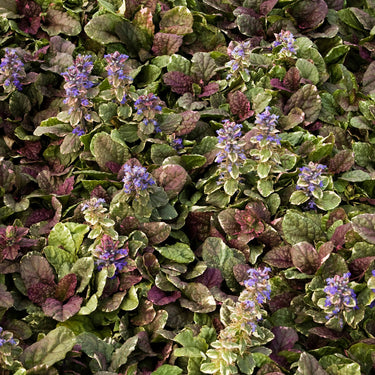 Burgundy Glow Ajuga - Monrovia