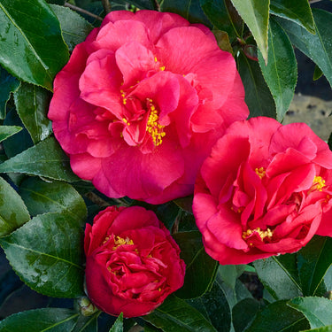 Julius Nuccio Camellia - Monrovia