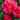 Julius Nuccio Camellia - Monrovia