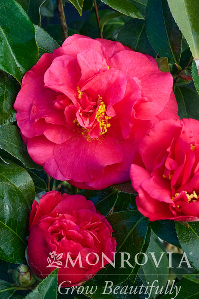 ILLUMINARIA CAMELLIA JAPONICA ディフューザー Camellia japonica 'Julius Nuccio' PP #27,224 – Armstrong Garden