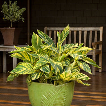 Variegated Shell Ginger - Monrovia