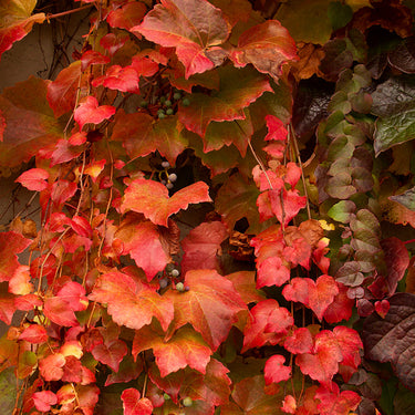 Boston Ivy - Monrovia
