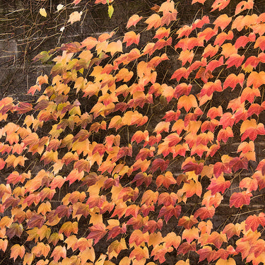 Green Showers Boston Ivy - Monrovia