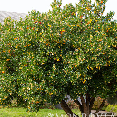 Dwarf Strawberry Tree - Monrovia