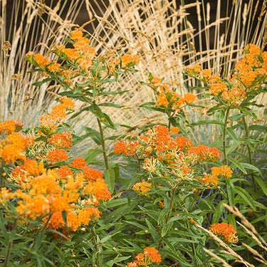 Butterfly Weed - Monrovia