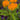 Butterfly Weed - Monrovia