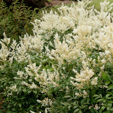Deutschland Astilbe - Monrovia