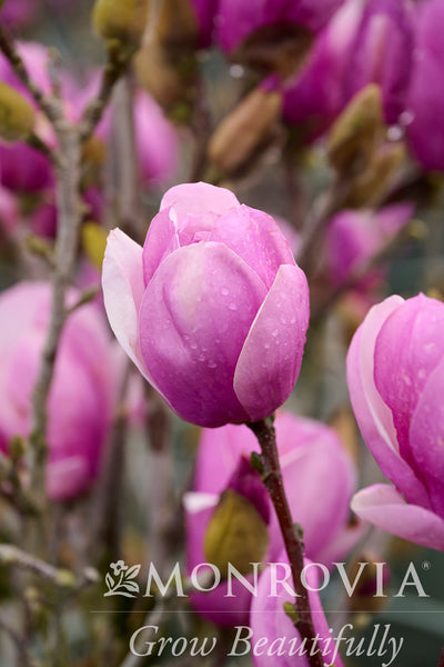 MagnoliaNo.927☆No.928☆No.930 06015_MAG_X_SOUL_ALEXANDRINA_0