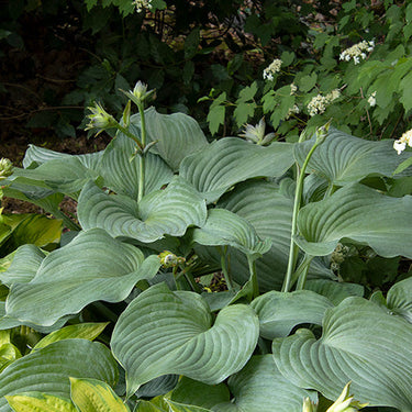Blue Angel Hosta - Monrovia