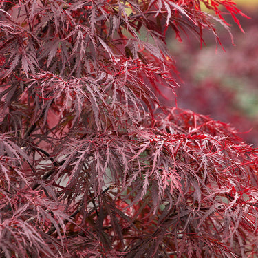 Red Dragon Japanese Maple - Monrovia