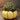 (Pre-Registration) Make & Take Workshop: Succulent Pumpkins