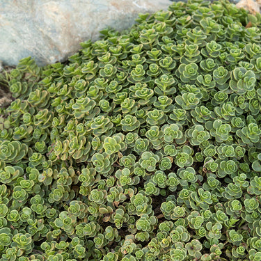 John Creech Stonecrop - Monrovia