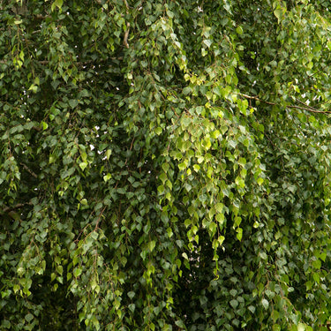 European White Birch - Monrovia