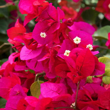 Scarlett O'Hara Bougainvillea - Monrovia