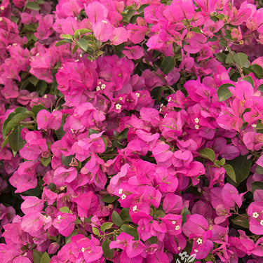 Texas Dawn® Bougainvillea - Monrovia