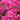 Texas Dawn® Bougainvillea - Monrovia
