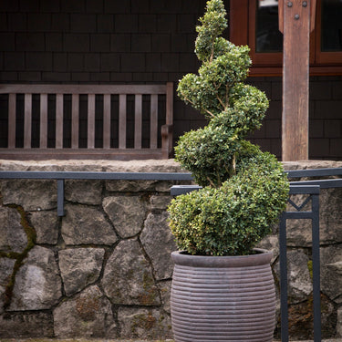 Green Mountain Boxwood - Monrovia