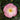 April Remembered Ice Angels® Camellia - Monrovia