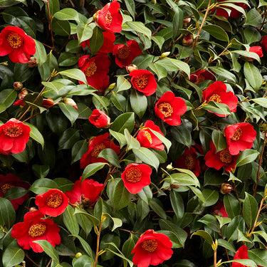Spring's Promise Ice Angels® Camellia - Monrovia